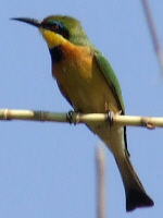 Little Bee-eater Little Bee-eater